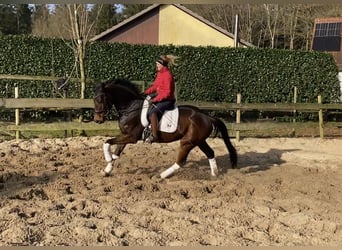 Hannoveriano, Caballo castrado, 5 años, 170 cm, Castaño