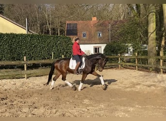 Hannoveriano, Caballo castrado, 5 años, 170 cm, Castaño