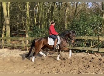 Hannoveriano, Caballo castrado, 5 años, 170 cm, Castaño