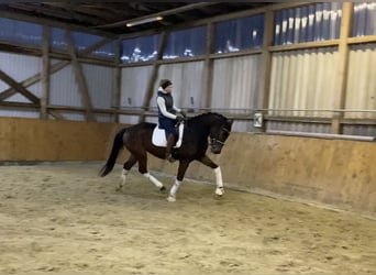 Hannoveriano, Caballo castrado, 5 años, 170 cm, Castaño