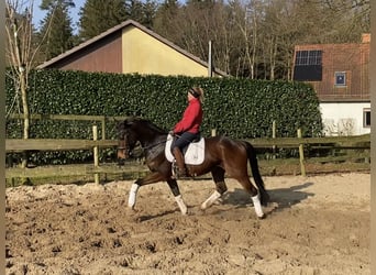 Hannoveriano, Caballo castrado, 5 años, 170 cm, Castaño