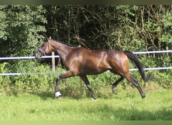 Hannoveriano, Caballo castrado, 5 años, 170 cm, Castaño