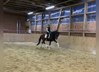 Hannoveriano, Caballo castrado, 5 años, 170 cm, Castaño