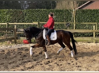 Hannoveriano, Caballo castrado, 5 años, 170 cm, Castaño