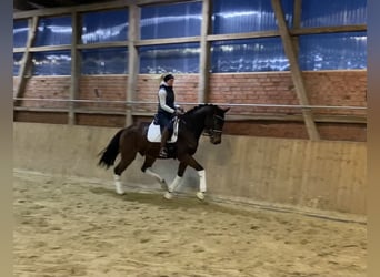 Hannoveriano, Caballo castrado, 5 años, 170 cm, Castaño