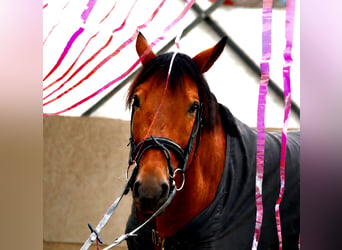 Hannoveriano, Caballo castrado, 5 años, 170 cm, Castaño