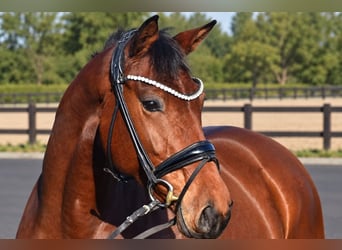 Hannoveriano, Caballo castrado, 5 años, 170 cm, Castaño