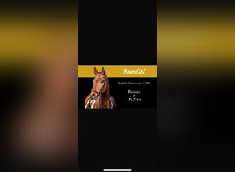 Hannoveriano, Caballo castrado, 5 años, 170 cm, Castaño