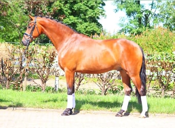 Hannoveriano, Caballo castrado, 5 años, 170 cm, Castaño