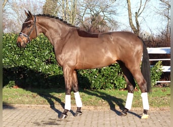 Hannoveriano, Caballo castrado, 5 años, 170 cm, Castaño