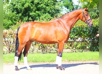 Hannoveriano, Caballo castrado, 5 años, 170 cm, Castaño