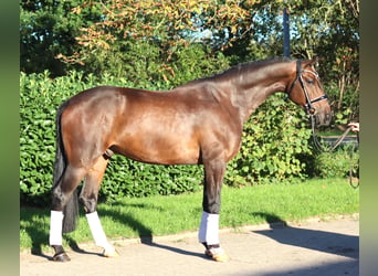 Hannoveriano, Caballo castrado, 5 años, 170 cm, Castaño