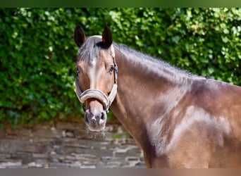 Hannoveriano, Caballo castrado, 5 años, 170 cm, Castaño