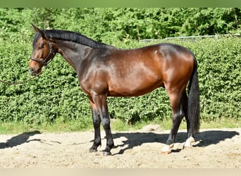 Hannoveriano, Caballo castrado, 5 años, 170 cm, Castaño