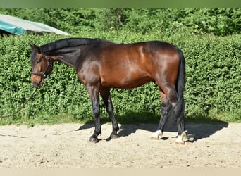 Hannoveriano, Caballo castrado, 5 años, 170 cm, Castaño