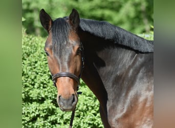 Hannoveriano, Caballo castrado, 5 años, 170 cm, Castaño