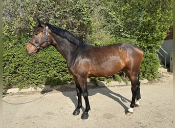 Hannoveriano, Caballo castrado, 5 años, 170 cm, Castaño
