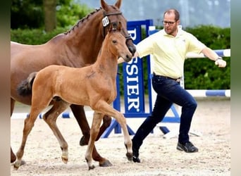 Hannoveriano, Caballo castrado, 5 años, 170 cm, Castaño