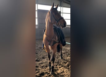 Hannoveriano, Caballo castrado, 5 años, 170 cm, Castaño