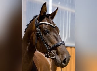 Hannoveriano, Caballo castrado, 5 años, 170 cm, Castaño oscuro