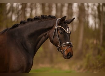 Hannoveriano, Caballo castrado, 5 años, 170 cm, Castaño oscuro