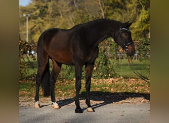 Hannoveriano, Caballo castrado, 5 años, 170 cm, Castaño oscuro