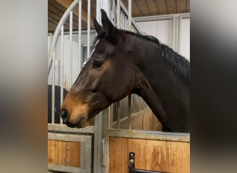 Hannoveriano, Caballo castrado, 5 años, 170 cm, Castaño oscuro