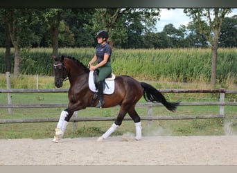 Hannoveriano, Caballo castrado, 5 años, 170 cm, Morcillo