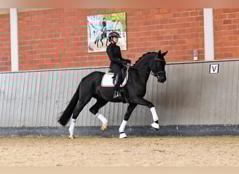 Hannoveriano, Caballo castrado, 5 años, 170 cm, Negro