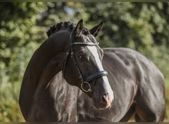 Hannoveriano, Caballo castrado, 5 años, 170 cm, Negro