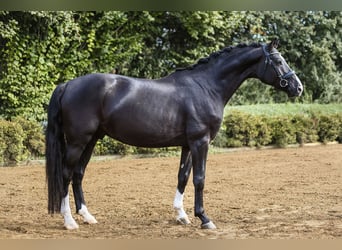 Hannoveriano, Caballo castrado, 5 años, 170 cm, Negro