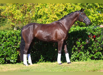 Hannoveriano, Caballo castrado, 5 años, 170 cm, Negro