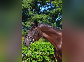 Hannoveriano, Caballo castrado, 5 años, 170 cm, Negro