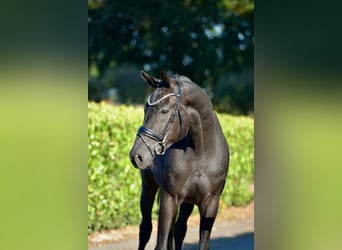 Hannoveriano, Caballo castrado, 5 años, 170 cm, Negro