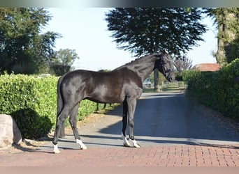 Hannoveriano, Caballo castrado, 5 años, 170 cm, Negro