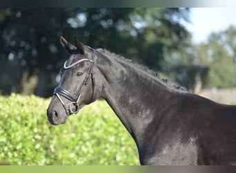 Hannoveriano, Caballo castrado, 5 años, 170 cm, Negro