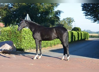 Hannoveriano, Caballo castrado, 5 años, 170 cm, Negro