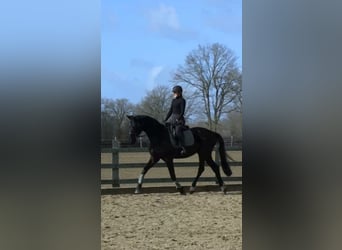 Hannoveriano, Caballo castrado, 5 años, 170 cm, Negro