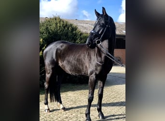 Hannoveriano, Caballo castrado, 5 años, 170 cm, Negro