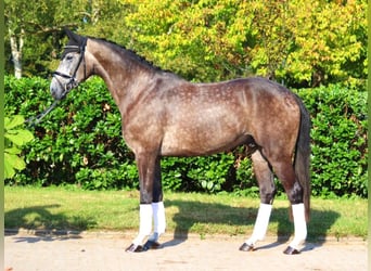 Hannoveriano, Caballo castrado, 5 años, 170 cm, Tordo