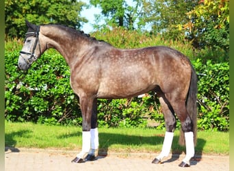 Hannoveriano, Caballo castrado, 5 años, 170 cm, Tordo