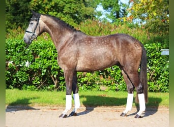 Hannoveriano, Caballo castrado, 5 años, 170 cm, Tordo