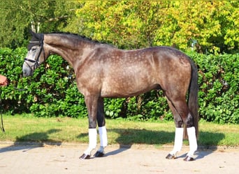 Hannoveriano, Caballo castrado, 5 años, 170 cm, Tordo