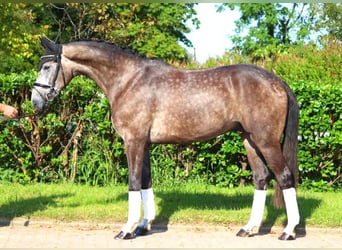 Hannoveriano, Caballo castrado, 5 años, 170 cm, Tordo