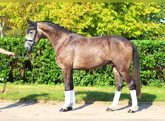 Hannoveriano, Caballo castrado, 5 años, 170 cm, Tordo