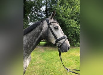Hannoveriano, Caballo castrado, 5 años, 170 cm, Tordo