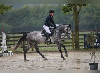 Hannoveriano, Caballo castrado, 5 años, 170 cm, Tordo