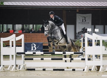 Hannoveriano, Caballo castrado, 5 años, 170 cm, Tordo