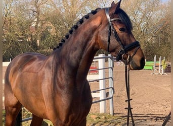 Hannoveriano, Caballo castrado, 5 años, 171 cm, Castaño