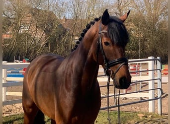 Hannoveriano, Caballo castrado, 5 años, 171 cm, Castaño